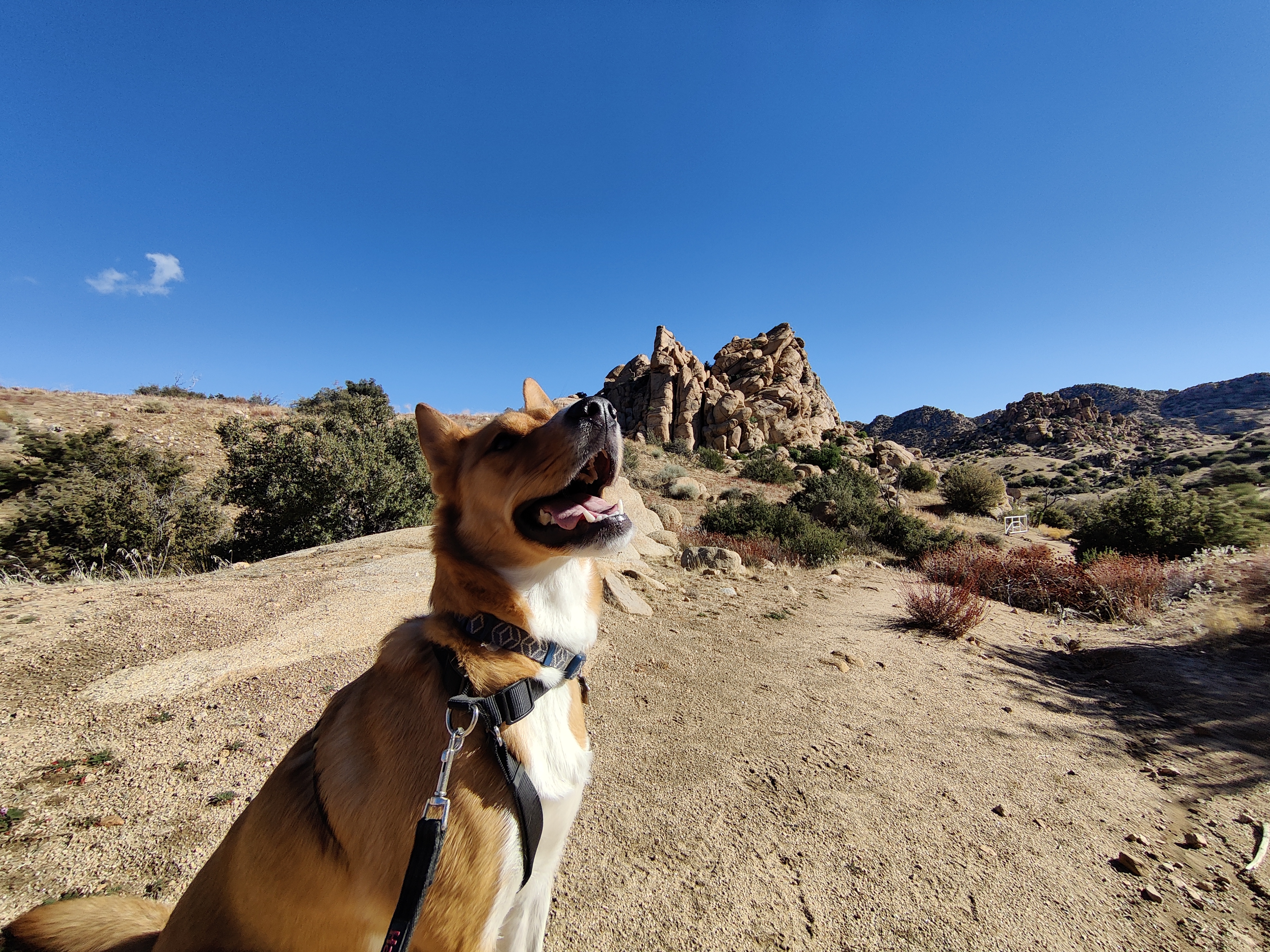 A picture of my dog Dottie in front of a rock formation outside of Joshua Tree, California. She's a very good girl.